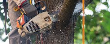 Best Lawn Pest Prevention  in Roanoke, AL