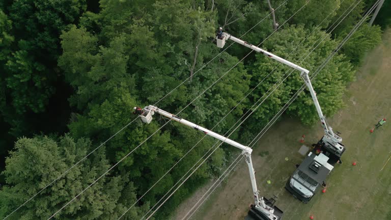 Roanoke, AL Tree Services Company