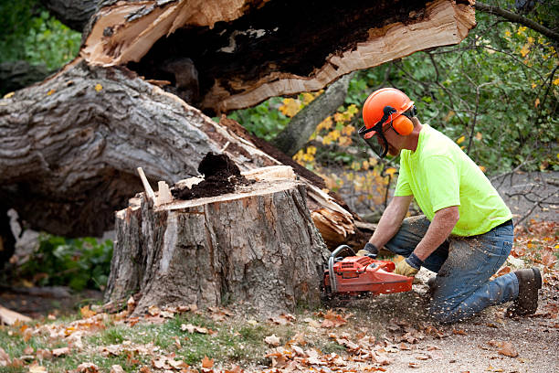 How Our Tree Care Process Works  in  Roanoke, AL