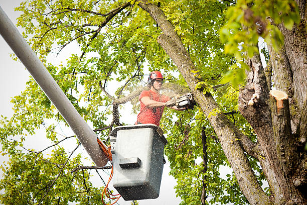 Best Tree Trimming and Pruning  in Roanoke, AL